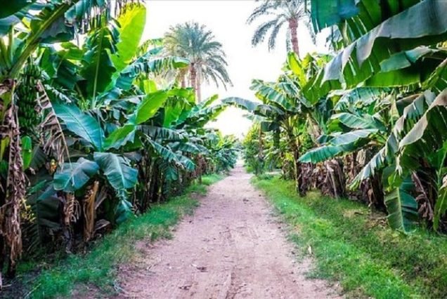 Banana Island Tour