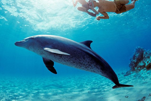 Snorkeling Trip At Satayh Dolphin Reef Marsa Alam