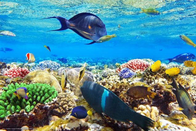 Scuba diving Hurghada