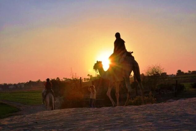 Luxor Camel Ride